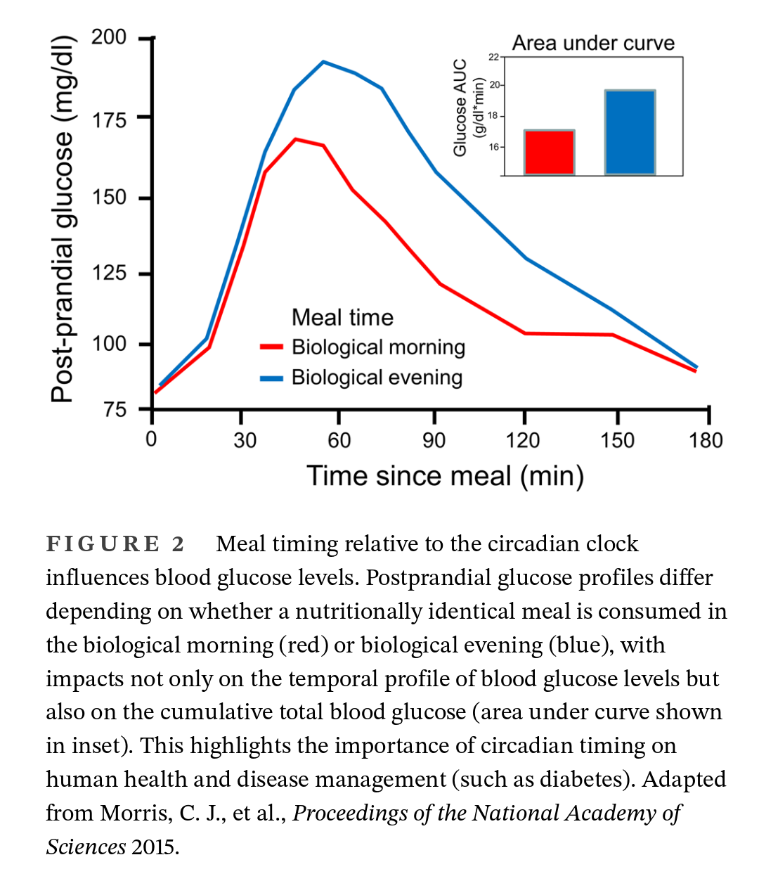 Circadian regulation of glucose tolerance
