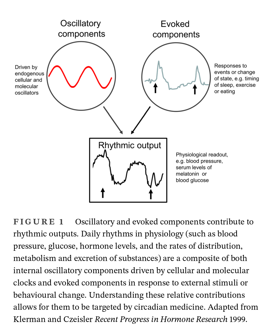 Glucose dynamics figure