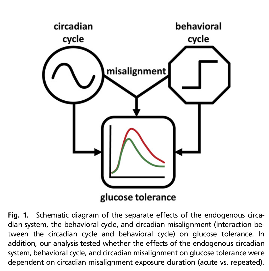 Endogenous circadian system impact on glucose tolerance